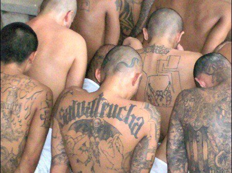 ms13