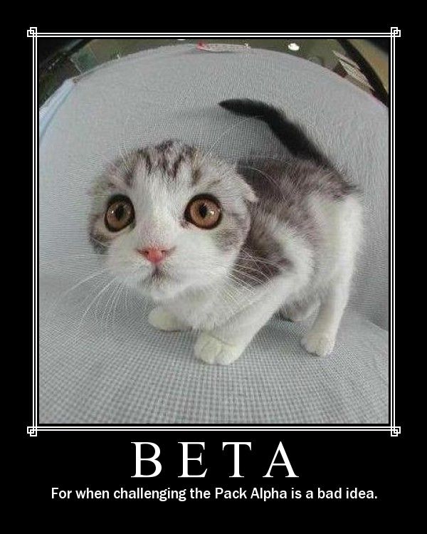 betacat.jpg