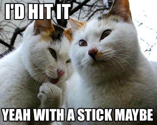 hititcat.jpg