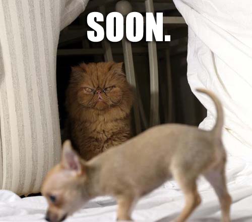 sooncat.jpg
