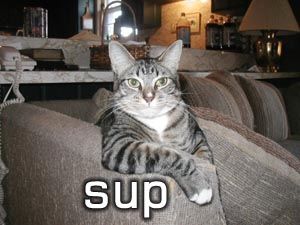 supcat.jpg