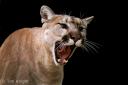 cougar_01tfk.jpg