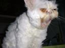 uglycat.jpg