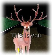 deer_in_headlights_4.jpg