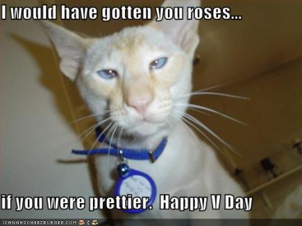 vdaylolcat1.jpg