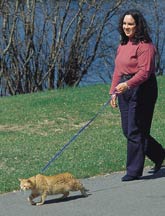 catleash.jpg