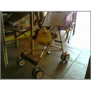 catstroller.jpg