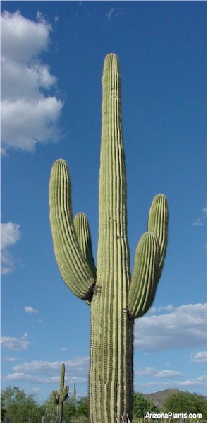 pricklydildo pricklydildo