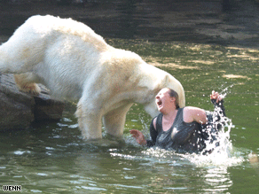 polar bear nom noms on fat chick polar bear nom noms on fat chick
