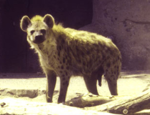 hyena1