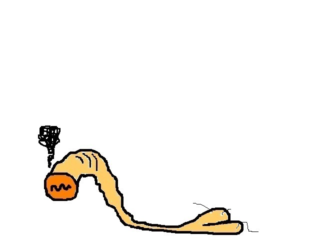 Penis Pity