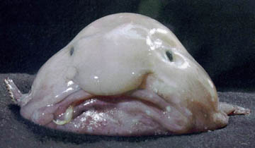Plenty of Fish profile